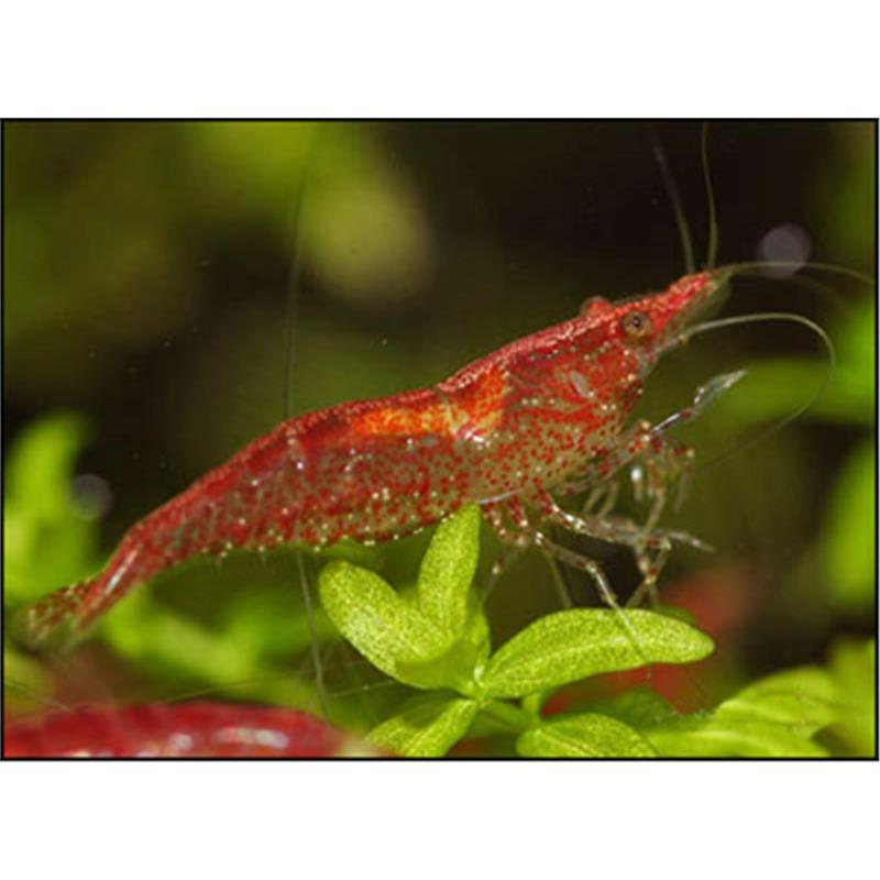 Creveti Red Cherry - imagine 3